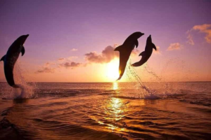 Pantai Lovina: Daya Tarik Sunset & Lumba-lumba di Bali Utara