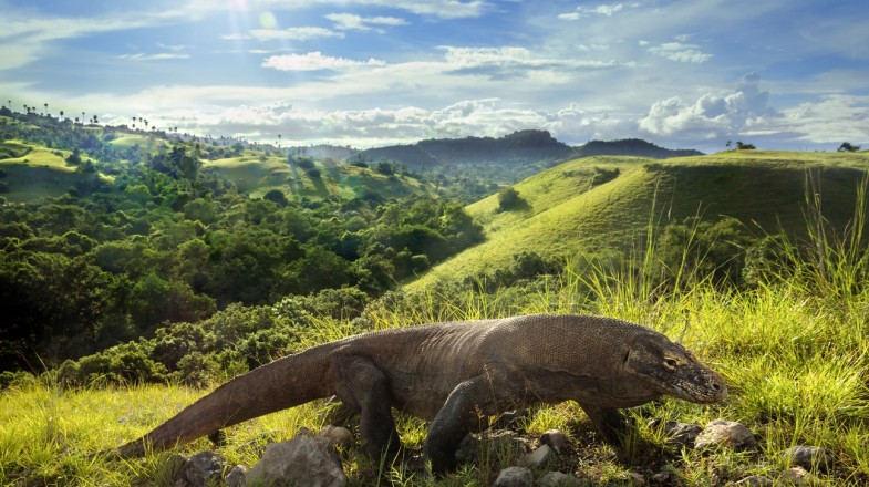 Pulau Komodo