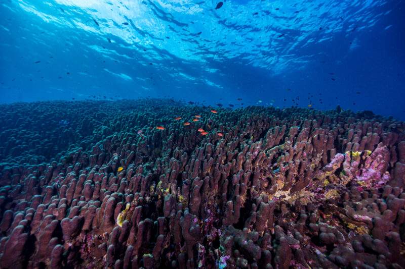 Laut Indonesia