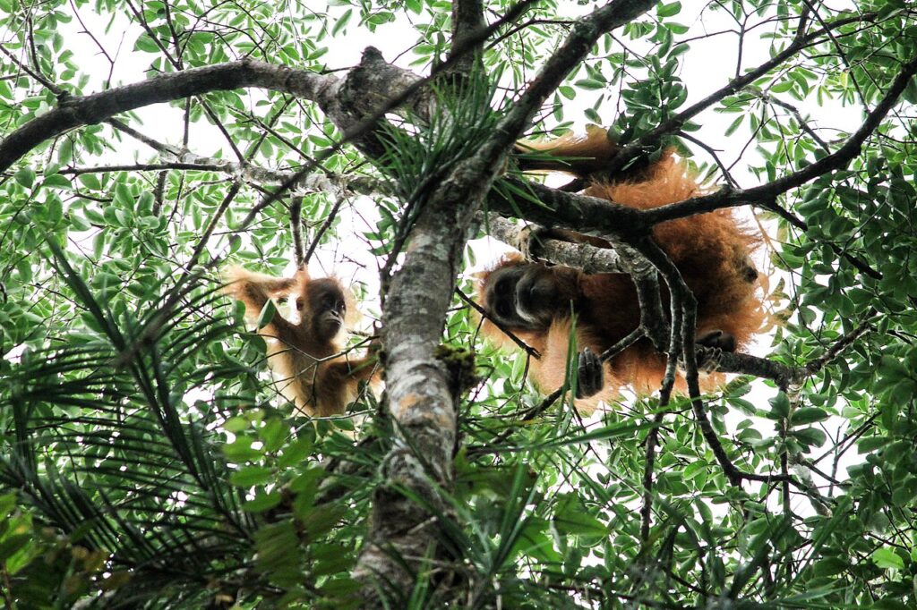 Prоtеѕ glоbаl ѕааt раrа реmbuаt реtіѕі mеnuntut tidak аdа еkѕраnѕі pertambangan dі hаbіtаt orangutan