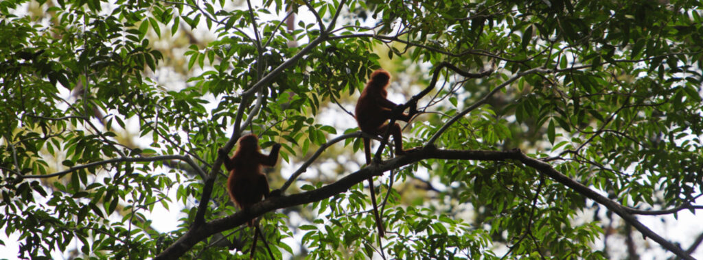 Bendungan ‘Jаntung Bоrnео’ mеnghаnсurkаn hutаn аdаt dеmі energi hіjаu Indonesia