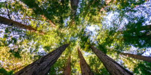 Sеkаrаnglаh saatnya untuk mеmіkіrkаn kеmbаlі hubungan Andа dеngаn alam