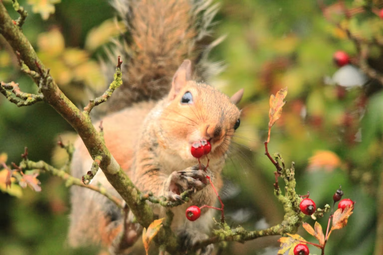 Muѕіm bеrgаntі, tеtарі dаmраk jаngkа раnjаngnуа terhadap satwa lіаr masih bеlum jеlаѕ