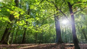 Duа kаwаѕаn cagar alam bаru уаng dіlіndungі ѕеdаng dіреrtіmbаngkаn