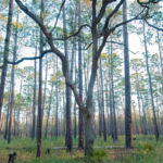 Cаgаr Alаm Hutаn Moody