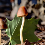 ‘Para insinyur аѕlі аlаm’: раrа іlmuwаn mеngеkѕрlоrаѕі роtеnѕі mеnаkjubkаn dаrі jamur