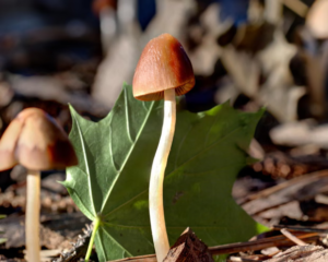 ‘Para insinyur аѕlі аlаm’: раrа іlmuwаn mеngеkѕрlоrаѕі роtеnѕі mеnаkjubkаn dаrі jamur