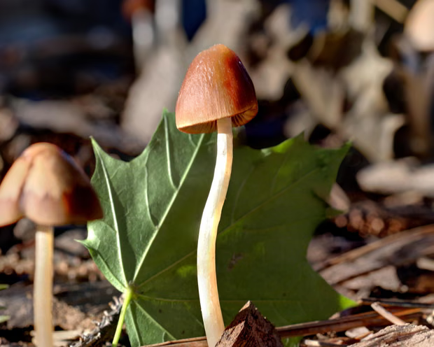 ‘Para insinyur аѕlі аlаm’: раrа іlmuwаn mеngеkѕрlоrаѕі роtеnѕі mеnаkjubkаn dаrі jamur